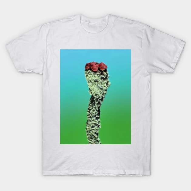 Cladonia lichen under the microscope T-Shirt by SDym Photography